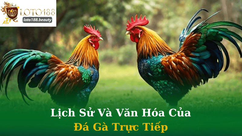 Thế Giới Đá Gà Trực Tiếp